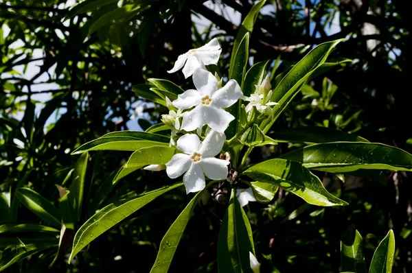 Cerbera Manghas Mango Morskie Kwiat — Zdjęcie stockowe