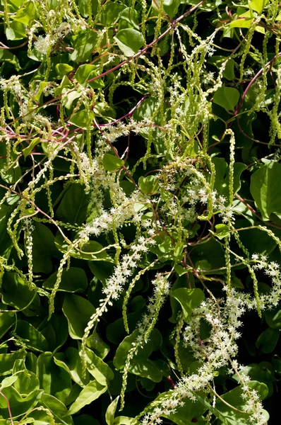 Anredera Cordifolia Comúnmente Conocida Como Vid Madeira Mignonette —  Fotos de Stock