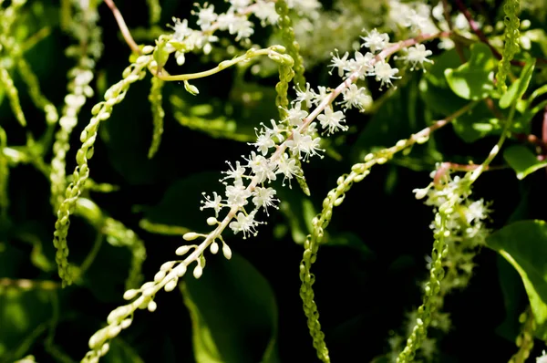 Anredera Cordifolia Широко Известная Виноградная Лоза Мадейры Виноградная Лоза Миньонет — стоковое фото