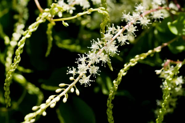 Anredera Cordifolia Κοινώς Γνωστή Άμπελος Μαδέρας Mignonette — Φωτογραφία Αρχείου