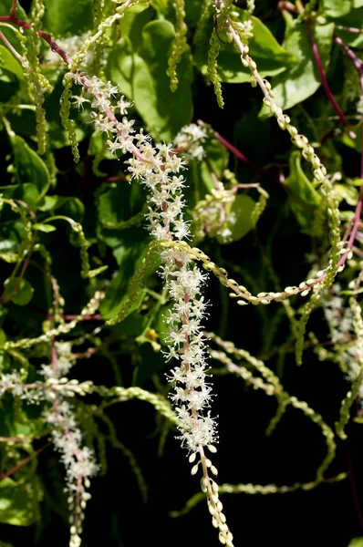 Anredera Cordifolia Comúnmente Conocida Como Vid Madeira Mignonette —  Fotos de Stock