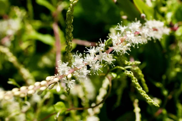 Anredera Cordifolia Κοινώς Γνωστή Άμπελος Μαδέρας Mignonette — Φωτογραφία Αρχείου