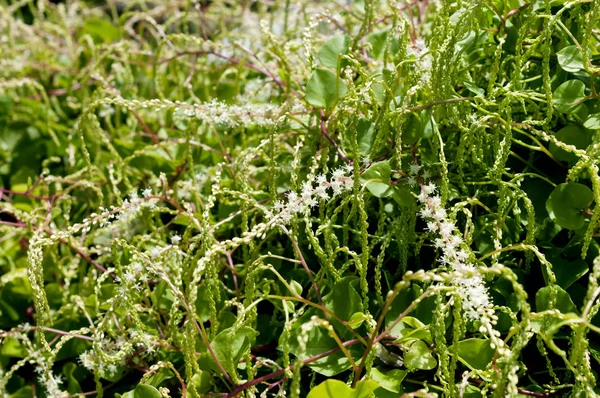 Anredera Cordifolia Comúnmente Conocida Como Vid Madeira Mignonette —  Fotos de Stock