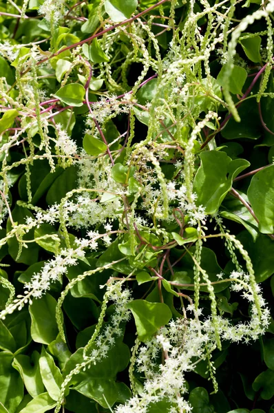 Anredera Cordifolia Comúnmente Conocida Como Vid Madeira Mignonette — Foto de Stock