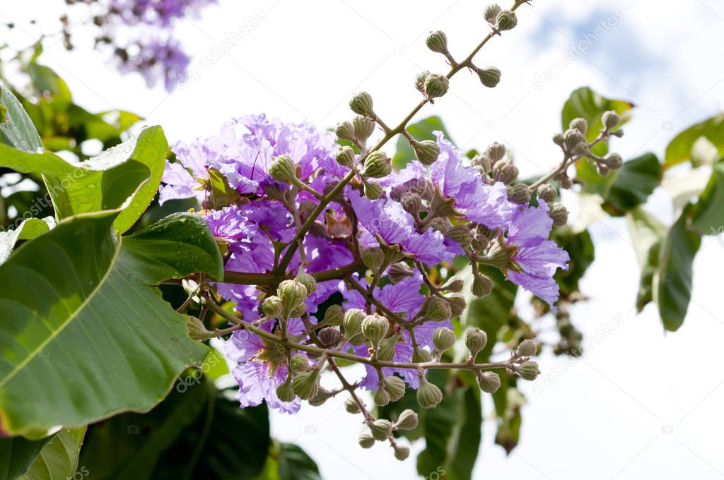 Violet color of Queen's crape myrtle flower.(Lagerstroem ia speciosa (L.) Pers.) 
