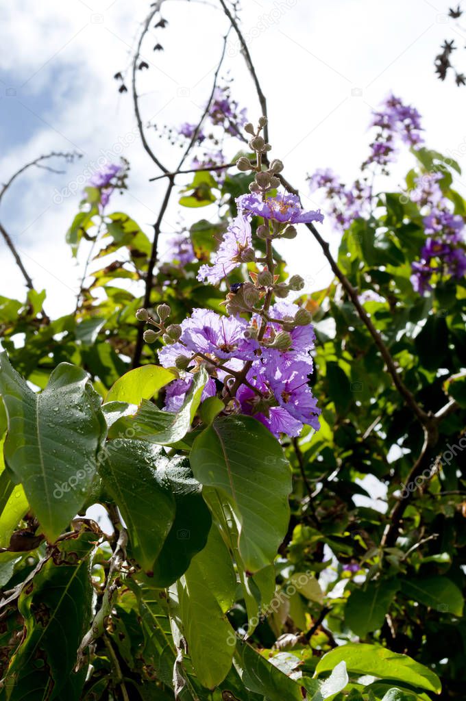 Violet color of Queen's crape myrtle flower.(Lagerstroem ia speciosa (L.) Pers.) 