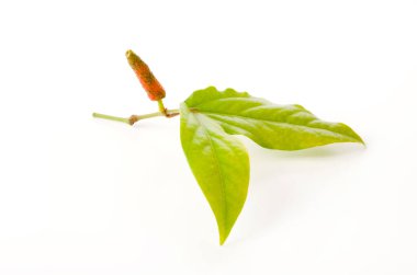 Pipatsu, Java Uzun biber, kavalcı retrofraktum, beyaz arka planda bitki.,