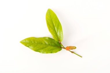 Pipatsu, Java Uzun biber, kavalcı retrofraktum, beyaz arka planda bitki.,