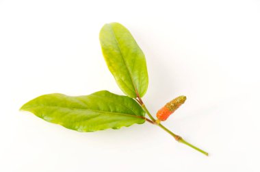 Pipatsu, Java Uzun biber, kavalcı retrofraktum, beyaz arka planda bitki.,