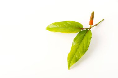 Pipatsu, Java Uzun biber, kavalcı retrofraktum, beyaz arka planda bitki.,