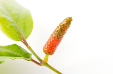 Pipatsu, Java Uzun biber, kavalcı retrofraktum, beyaz arka planda bitki.,