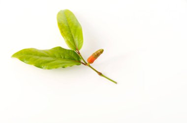 Pipatsu, Java Uzun biber, kavalcı retrofraktum, beyaz arka planda bitki.,