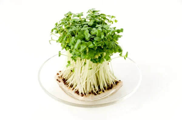 Germogli Broccoli Lastra Vetro Trasparente — Foto Stock