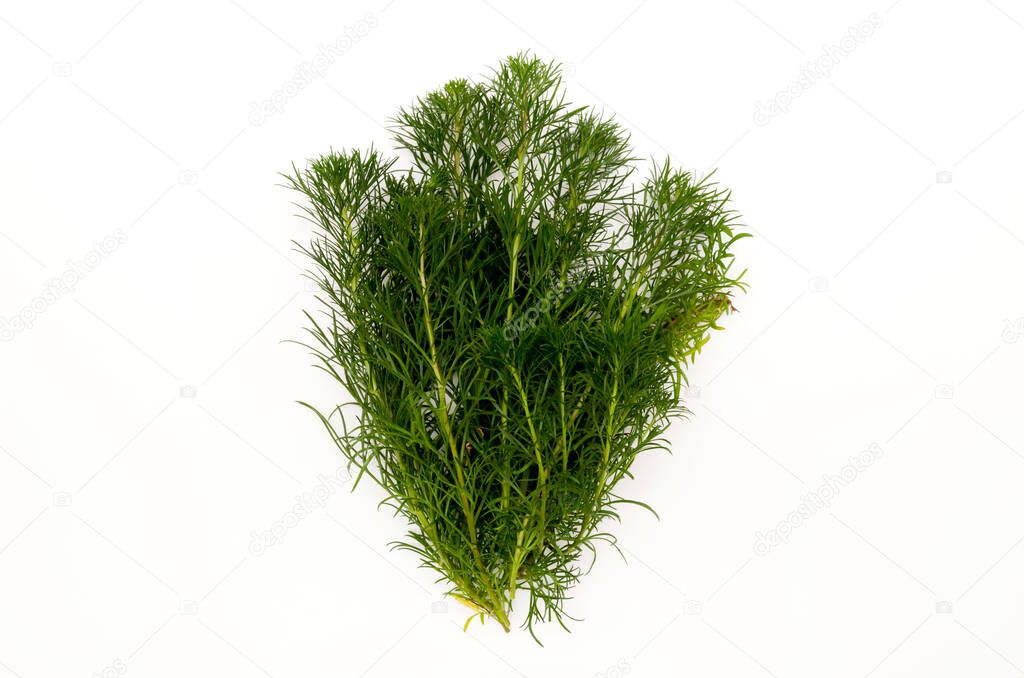 Hamamachi, Ryukyuyomogi, Artemisia campestris, wormwood, mugwort,