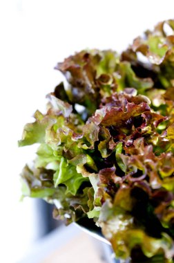 Paslanmaz Çelik Kasede Taze Kırmızı Yaprak Marul. 