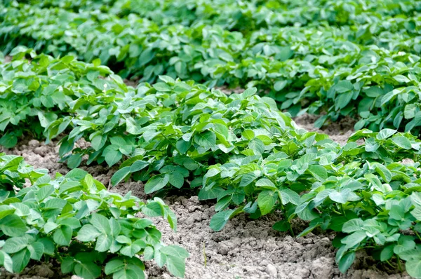 Field Green Potato Bushes Stock Photo