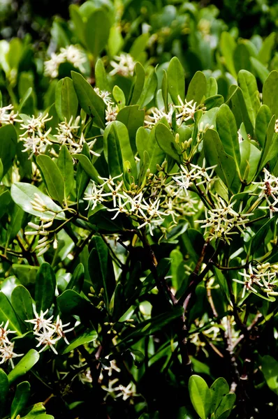 Fiore Bianco Mangrovia Kandelia Obovata — Foto Stock