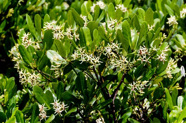 Weiße Blume Der Mangrove Kandelia Obovata — Stockfoto