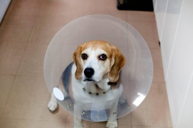 Elizabeth tarzı tasma takan bir av köpeği.