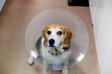 Beagle dog wearing an Elizabethan collar clipart