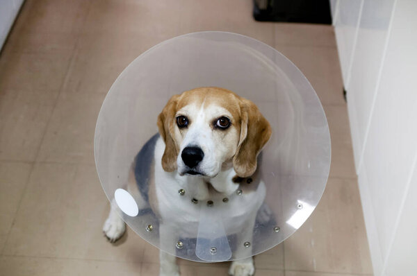 Beagle dog wearing an Elizabethan collar