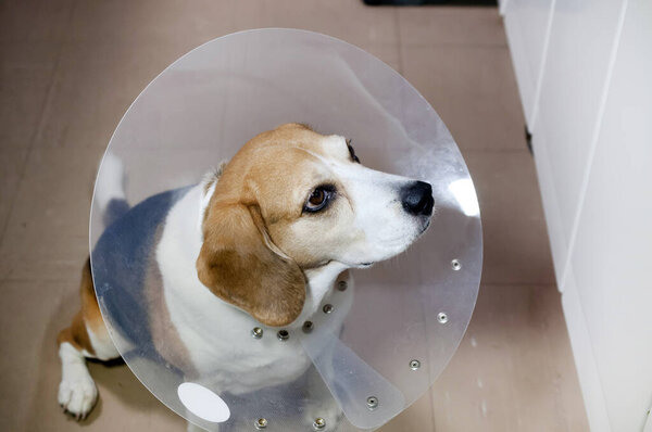 Beagle dog wearing an Elizabethan collar