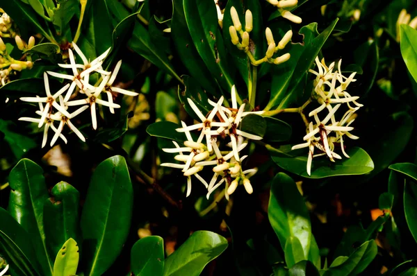 Fleur Blanche Mangrove Kandelia Obovata — Photo