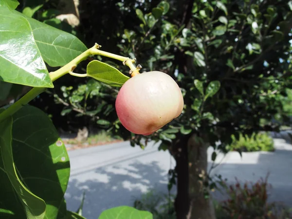 Hasunohagiri Hernandia Nymphaeifolia Lyktträd Med Frukter Grenarna — Stockfoto