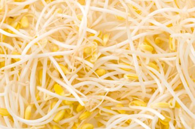 Soya fasulyesi arka plan ya da doku filizlenir