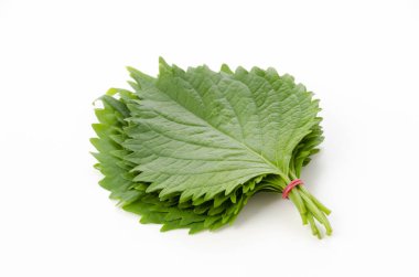 Taze Yeşil Shiso (perilla frutescens) veya beyaz arkaplanda Oba yaprağı.