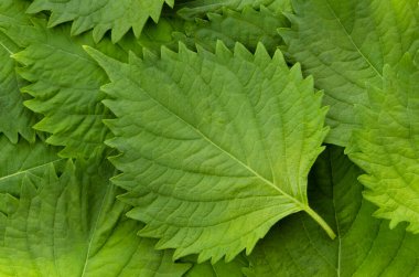 Taze Yeşil Shiso (perilla frutescens) veya Oba yaprağı arkaplanı