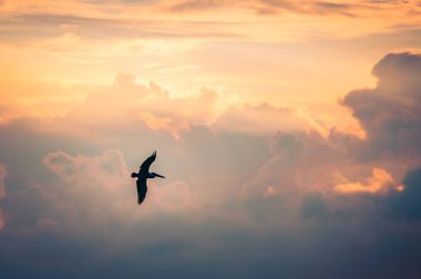 Bir pelikan Eagle Beach Aruba boyunca uçuyor. Bulutlu gökyüzü tarafından büyülü bir gün batımı renklidir.