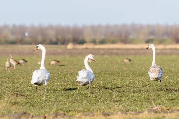 Tres Cisnes Mudos Color Cygnus Están Caminando Campo Hermoso Día — Foto de Stock