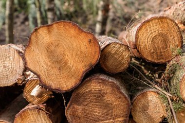 Bir ormandaki orman içinde belgili tanımlık geçmiş ile kesilen ağaç gövdeleri yığını.