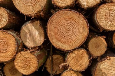 Kesilen ağaç gövdelerinin bir ormandaki bir yığın fullframe arka plan. Ağaçların büyüme Yüzüklerin açıkça izlenebiliyor.