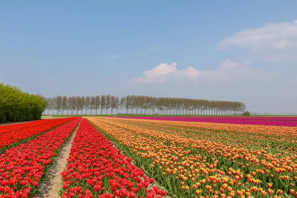 Bloei Tulpenvelden Een Zonnige Dag Nederland Met Rode Oranje Roze — Stockfoto