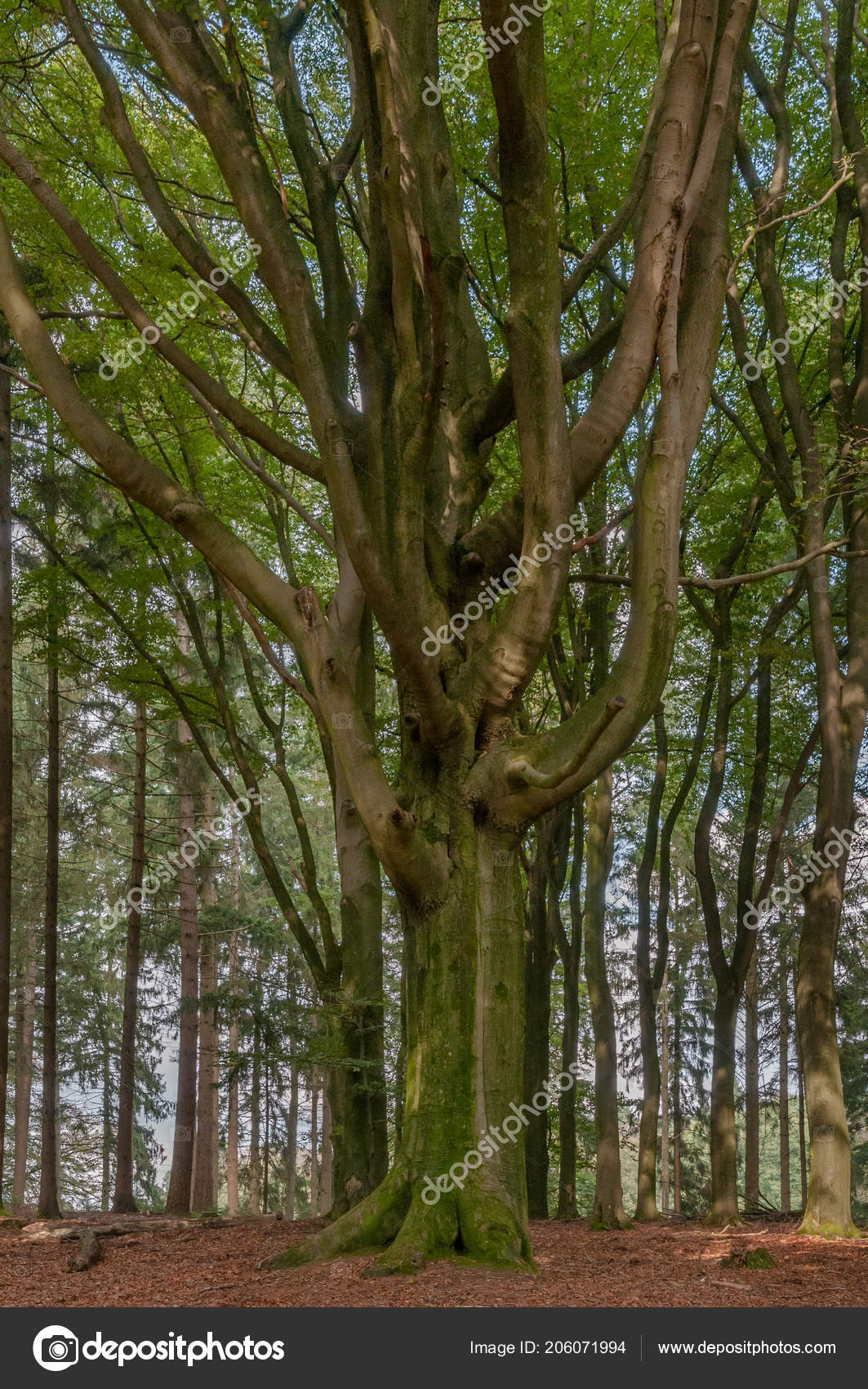 Tall Beech Tree Standing Forest Sunny Day Early Autumn Veluwe Stock