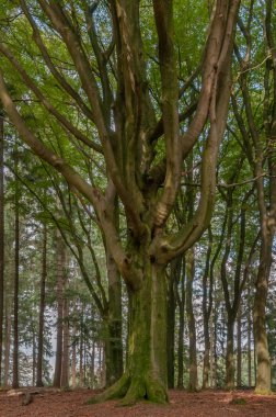 Uzun boylu kayın ağacı bir ormanda güneşli bir Hollanda Veluwe erken sonbahar sırasında duruyor. Arka planda da bazı çam ağaçları vardır.