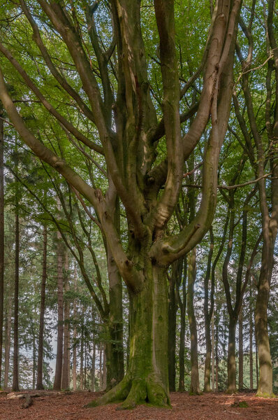 A tall beech tree is standing in a forest on a sunny day during early autumn at the Veluwe in the Netherlands. In the background are also some pine trees.