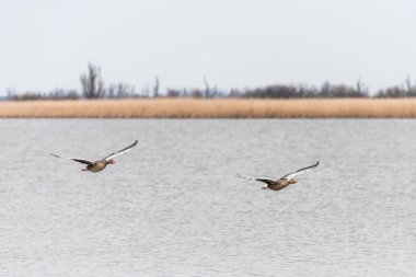 İki boz kaz Oostvaardersplassen su ile sulak arka planda üzerinde uçuyor.