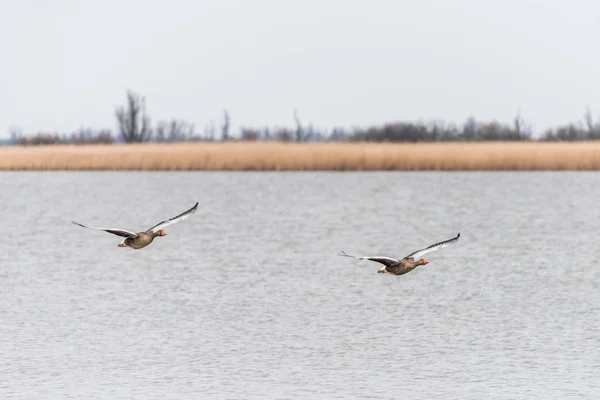 Two Greylag Geese Flying Water Oostvaardersplassen Wetlands Background — Stock Photo, Image