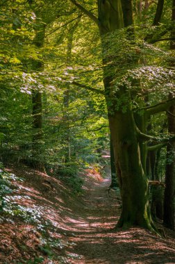 Bir patika ile beeches bir orman yoluyla yol açmaktadır. Bitki örtüsü ile bir gün.