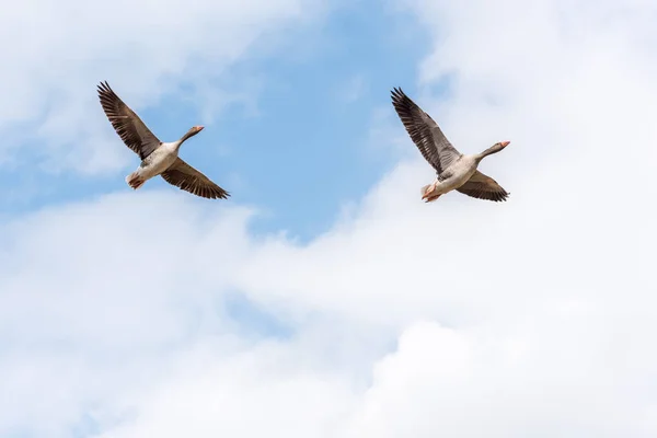Two Greylag Geese Anser Anser Flying Together Springtime Blue Clouded — Stock Photo, Image