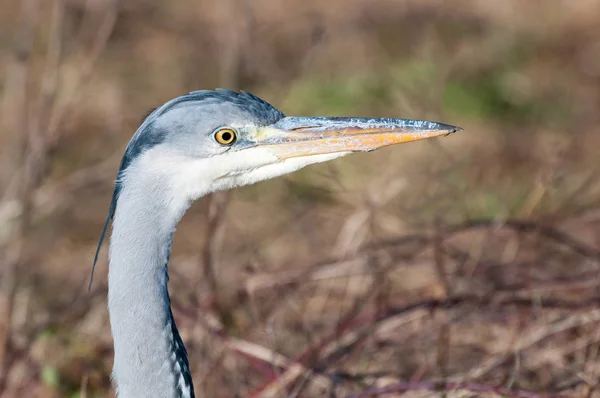 Close Portrait Grey Heron Ardea Cinerea Bird Alert Staring Intense — Stock Photo, Image