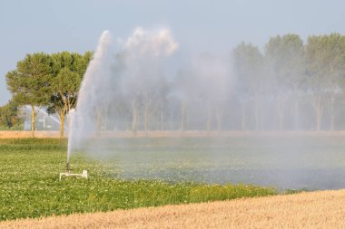 Bir yağmurlama 2018 yılının yazında aşırı kuraklık döneminde bir alan patates ve tahıl Hollanda ile sulama.
