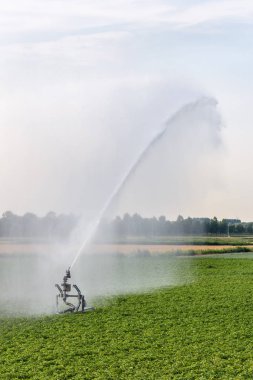 Bir yağmurlama 2018 yılının yazında aşırı kuraklık döneminde Hollanda tarım arazisi sulama.