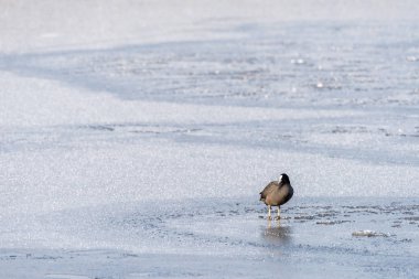 Güzel kış gününde bir donmuş gölet ince buz üzerinde duran bir sakarmeke (fulica atra) ile winterscene.
