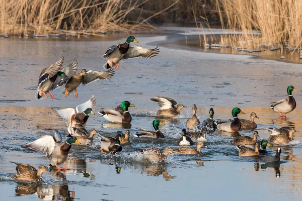 Eine Gruppe Von Enten Stockenten Fliegt Und Landet Einem Sonnigen — Stockfoto