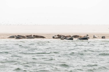 Mühürler bir grup daha önce Waddensea Hollanda kıyılarında bir kumsal üzerinde yalan söylüyorsun.