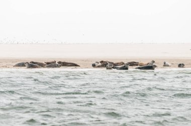 A group of seals are lying on a sandbank before the coast in the Waddensea in the Netherlands. clipart
